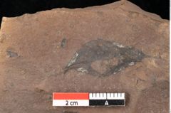 Foto (Detailsansicht) von Quercus palaeoilex Ettingshausen (NHMW-GEO-2024-0188-0869)